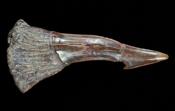 Cretaceous Giant Sawfish (Onchopristis) Rostral Barb #58328